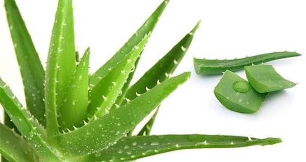 Aloe vera is no less than a panacea for weight loss, know how to use it